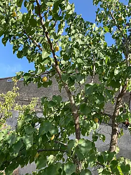 Satılır həyət evi 220 m²