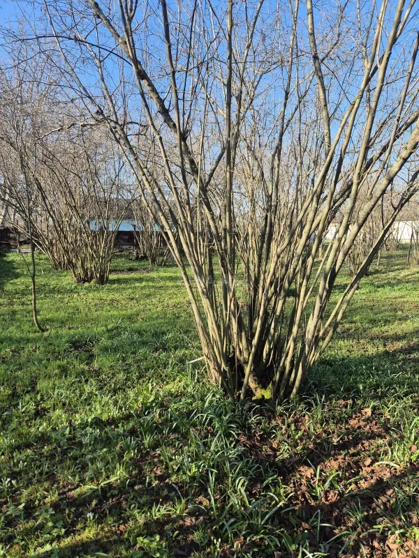 Satılır 4 otaqlı həyət evi 60 m²