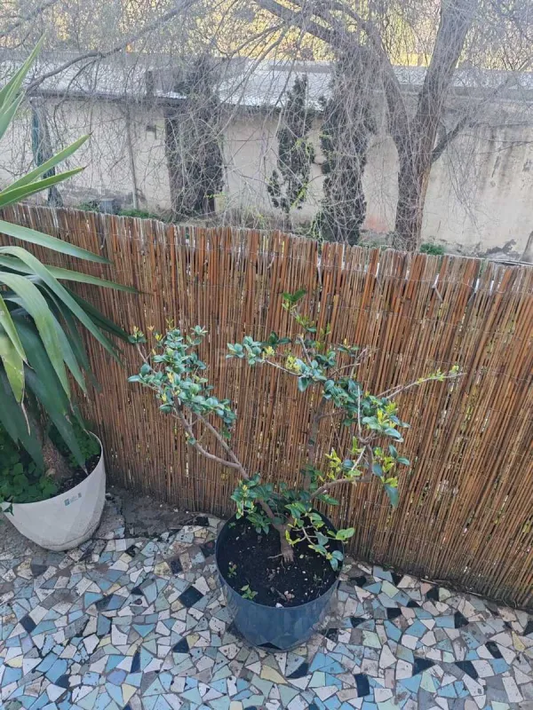 Kirayə verilir 2 otaqlı mənzil 55 m²