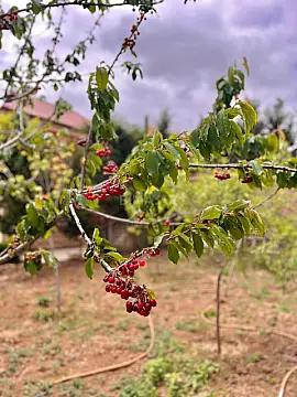 Satılır 6 otaqlı həyət evi 600 m²