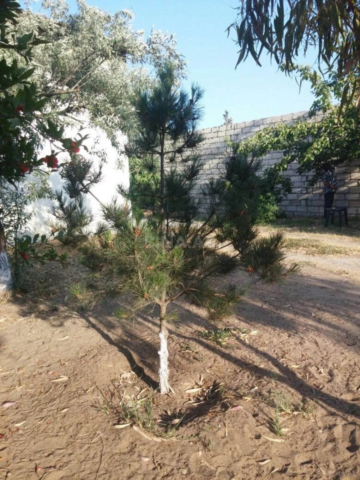 Satılır torpaq sahəsi 22 m²