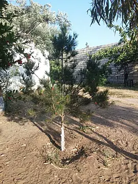 Satılır torpaq sahəsi 22 m²