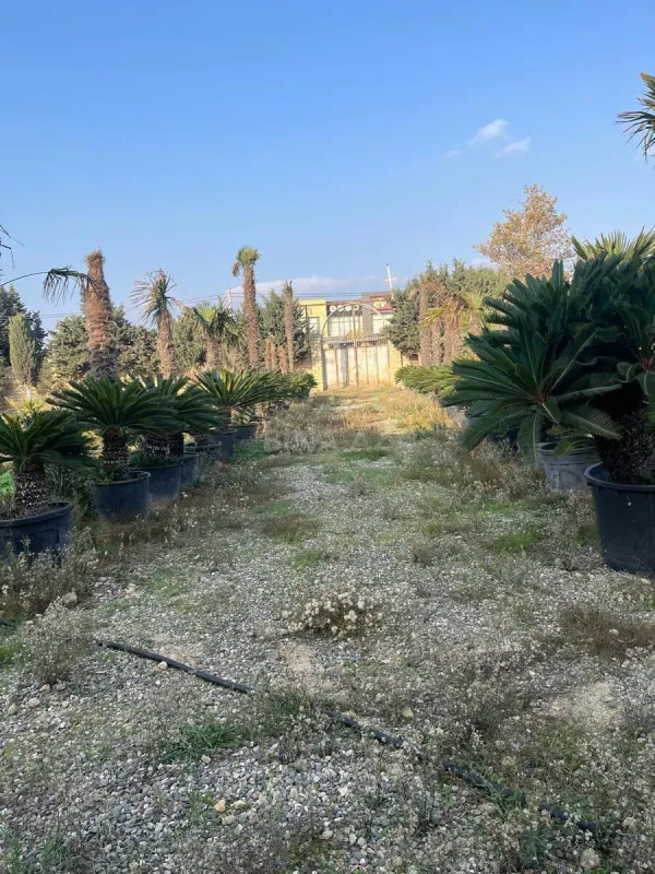 Satılır obyekt 1250 m²