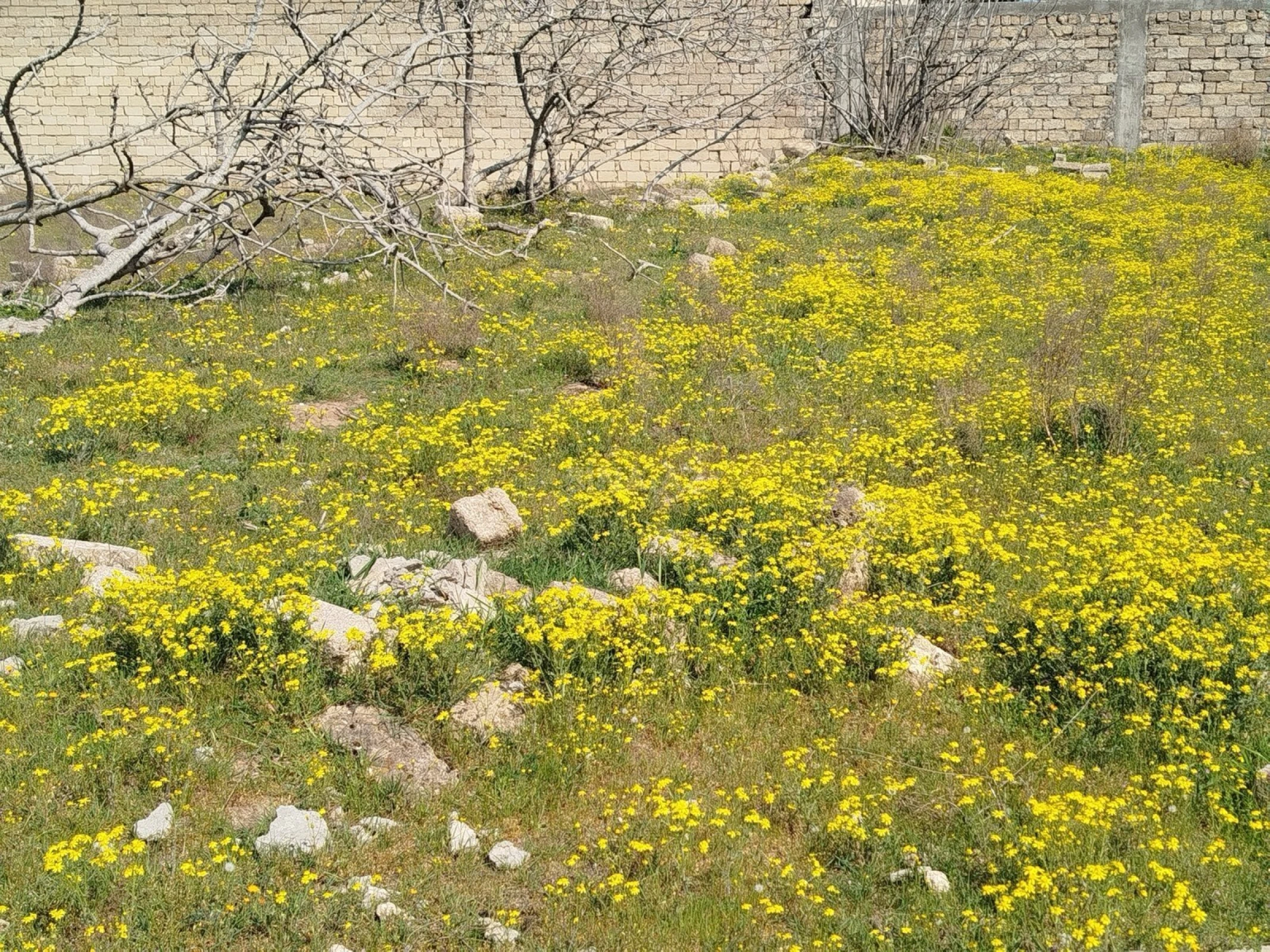 Satılır torpaq sahəsi 5 m²