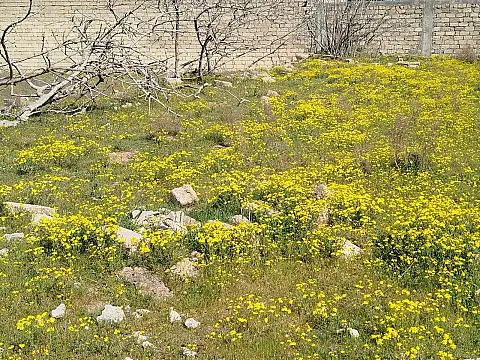 Satılır torpaq sahəsi 5 m² — Bakı, Sea Breeze 5.00 m²