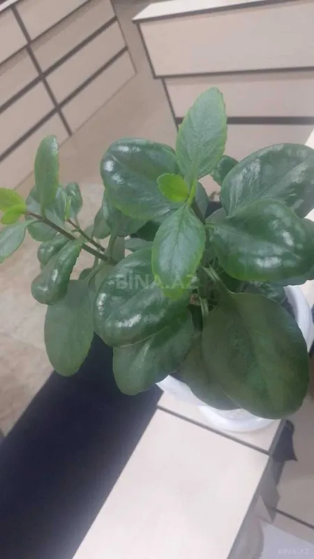 Kirayə verilir 2 otaqlı mənzil 75 m²