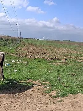 Satılır torpaq sahəsi 6000 m²