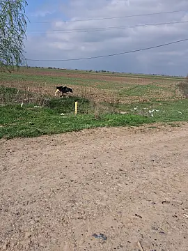 Satılır torpaq sahəsi 6000 m²