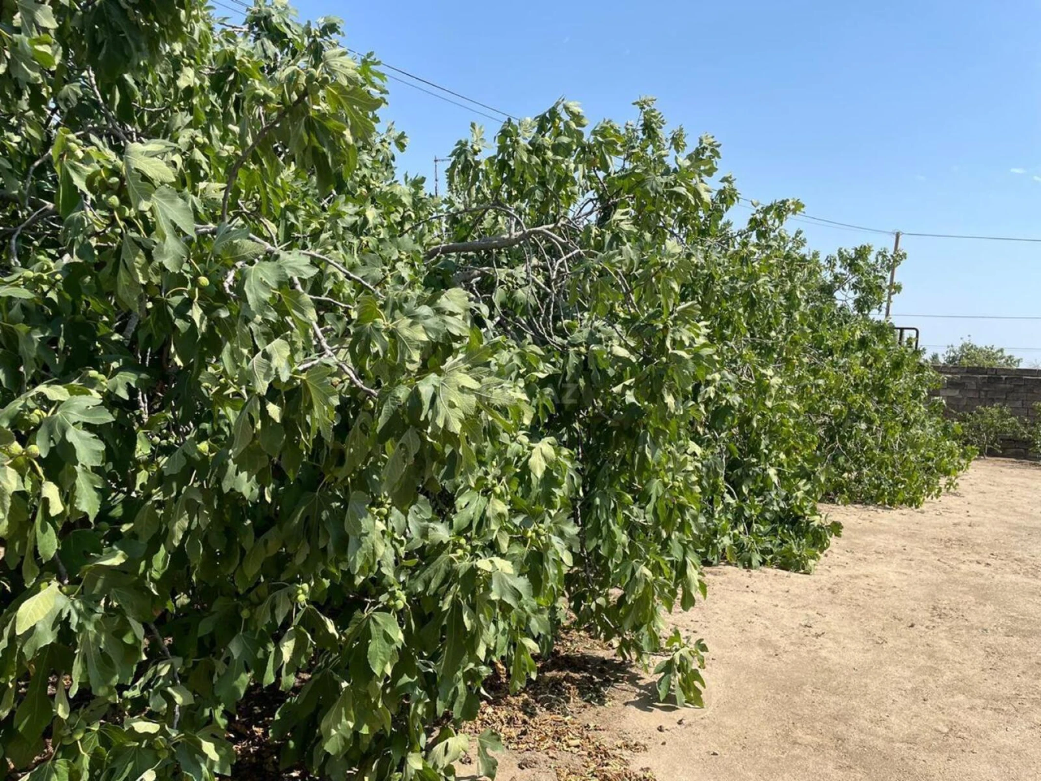 Satılır torpaq sahəsi 25 m²