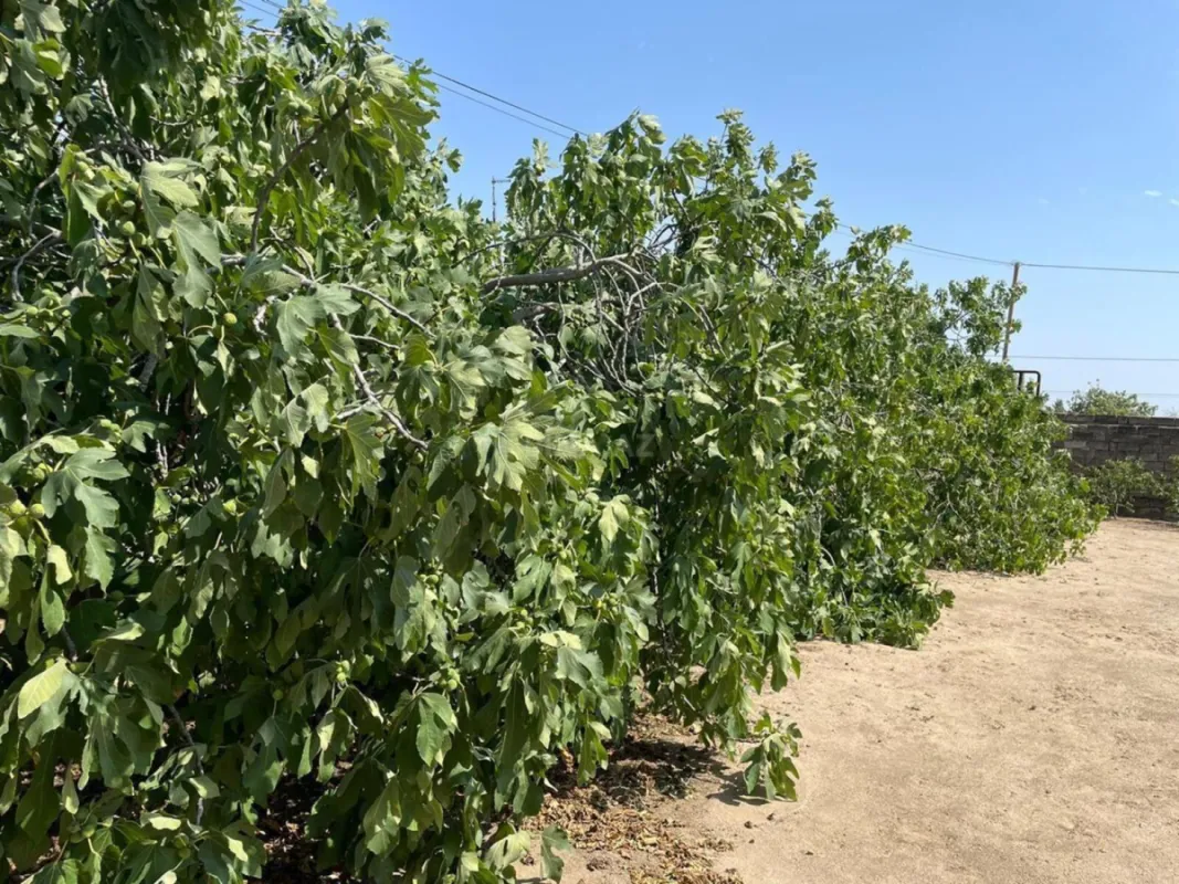 Satılır torpaq sahəsi 25 m²