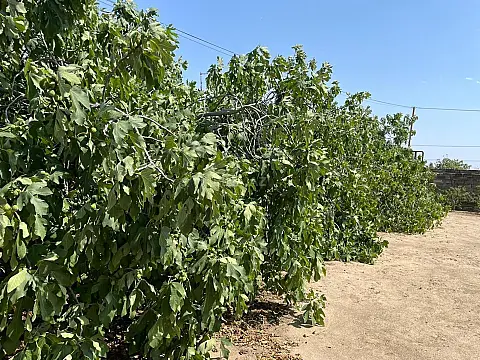 Satılır torpaq sahəsi 25 m²