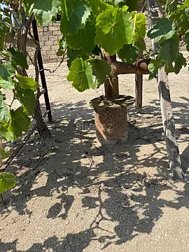 Satılır torpaq sahəsi 25 m²