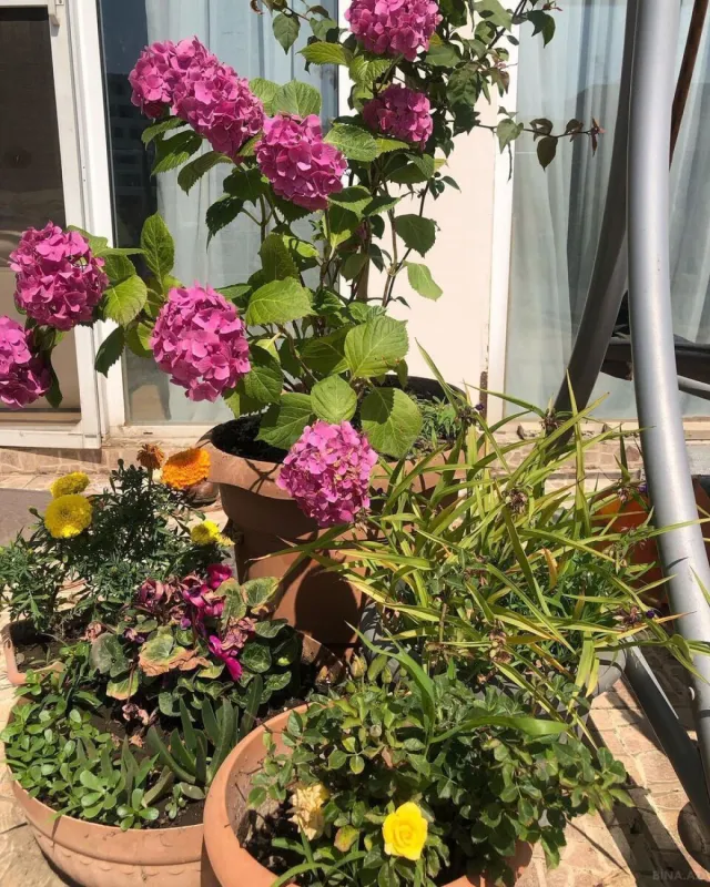 Satılır 6 otaqlı mənzil 433 m²