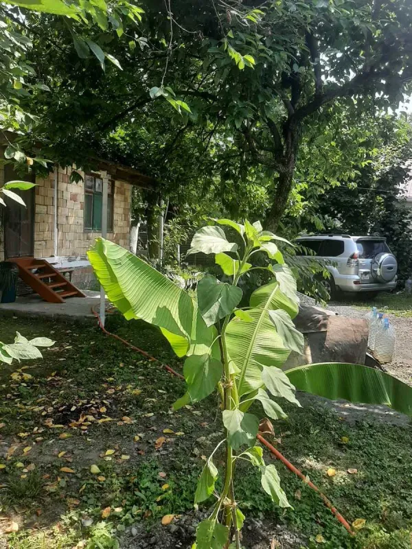 Kirayə verilir 2 otaqlı həyət evi 70 m²