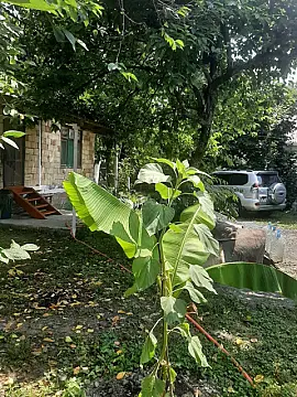 Kirayə verilir 2 otaqlı həyət evi 70 m² — Qəbələ 2 otaq 70.00 m²