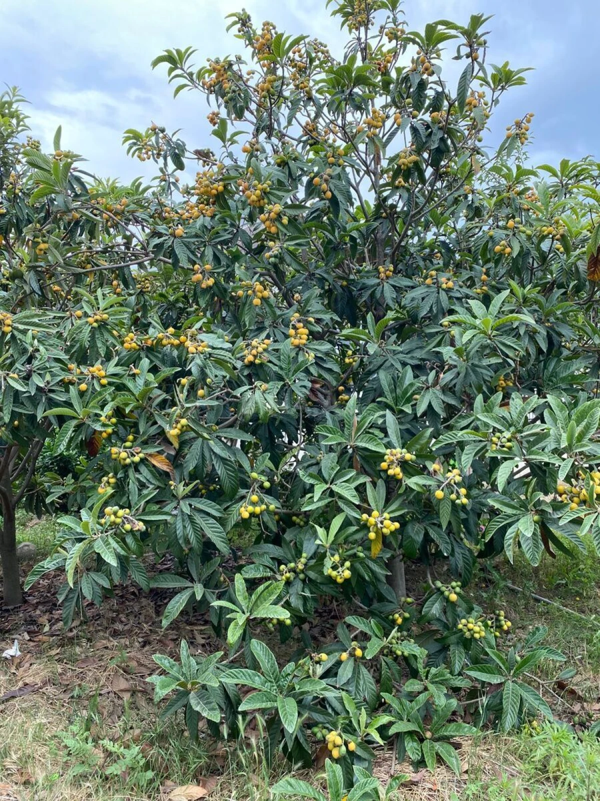 Satılır 5 otaqlı həyət evi 140 m²