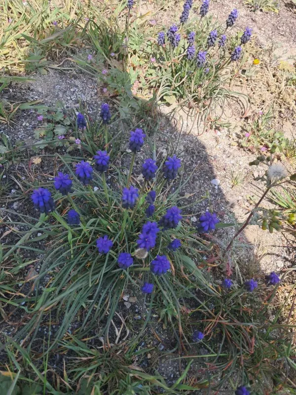 Satılır torpaq sahəsi 16 m²