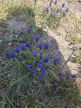 Satılır torpaq sahəsi 16 m²