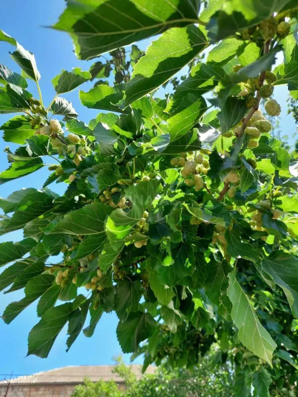 Satılır torpaq sahəsi 16 m²