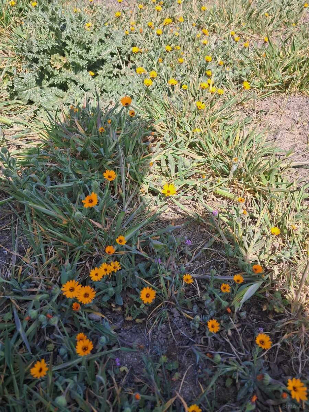 Satılır torpaq sahəsi 16 m²