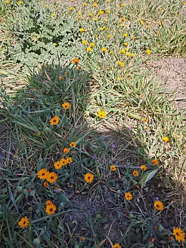 Satılır torpaq sahəsi 16 m²