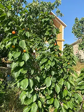 Satılır 4 otaqlı həyət evi 180 m²