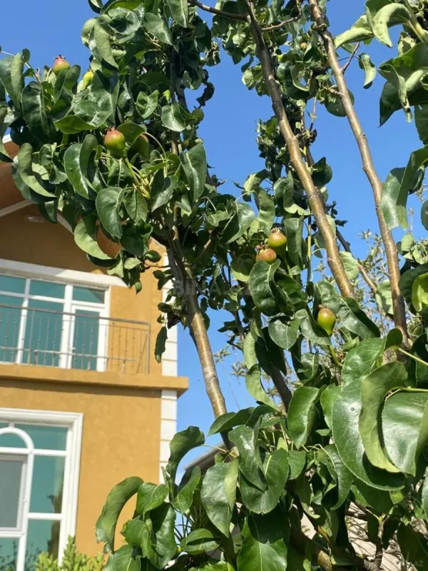 Satılır 4 otaqlı həyət evi 180 m²