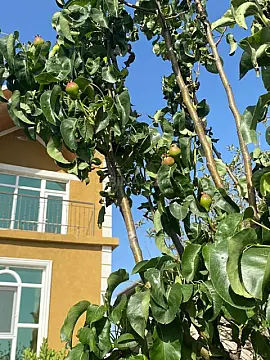 Satılır 4 otaqlı həyət evi 180 m²