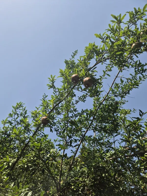 Satılır torpaq sahəsi 6 m²