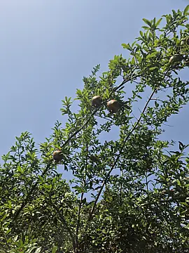 Satılır torpaq sahəsi 6 m²