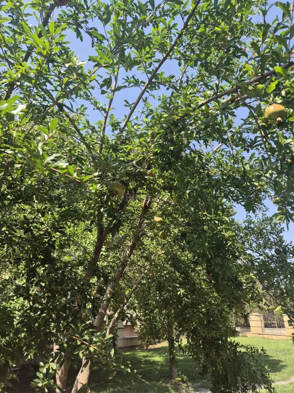 Satılır torpaq sahəsi 6 m²