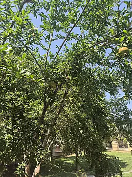 Satılır torpaq sahəsi 6 m² — İsmayıllı 6.00 m²