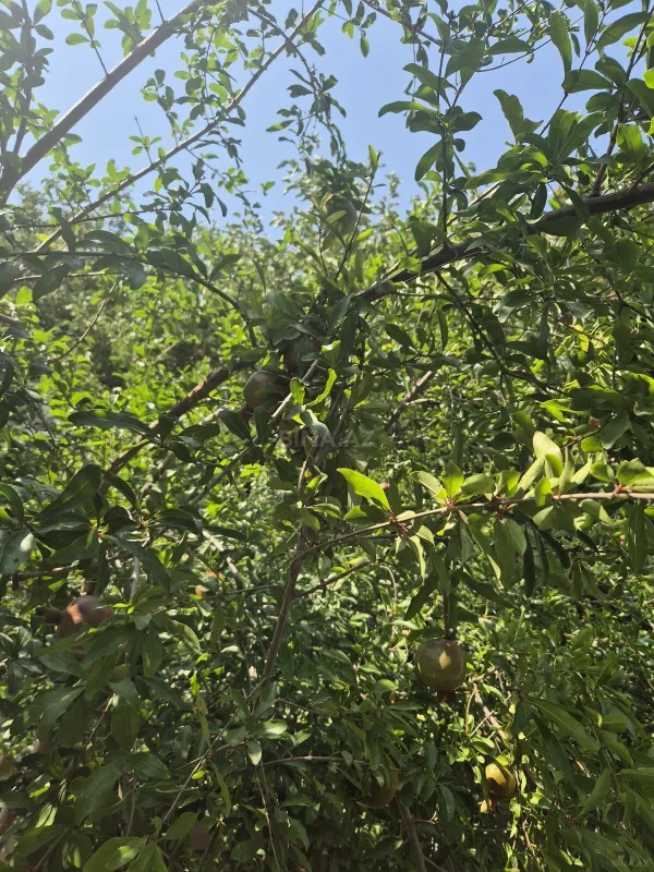 Satılır torpaq sahəsi 6 m²