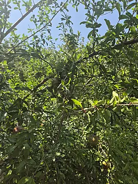 Satılır torpaq sahəsi 6 m²