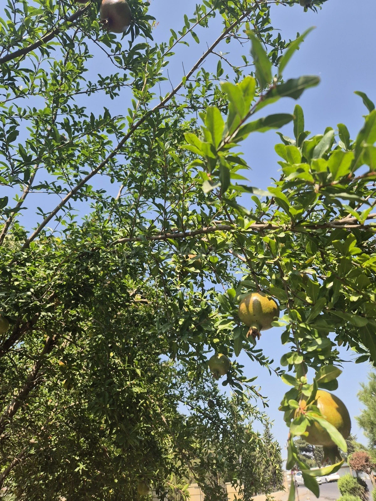 Satılır torpaq sahəsi 6 m²