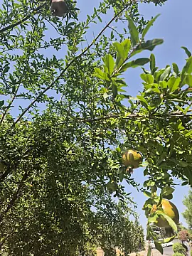 Satılır torpaq sahəsi 6 m²