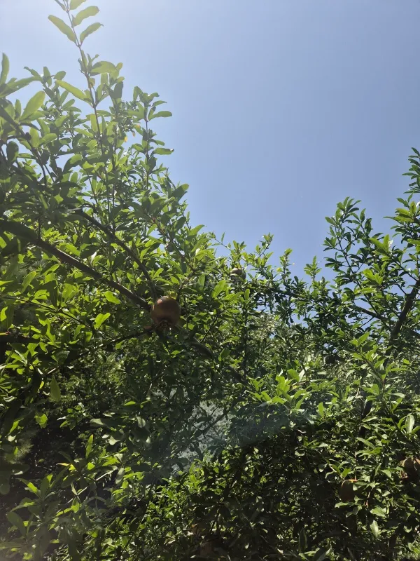 Satılır torpaq sahəsi 6 m²