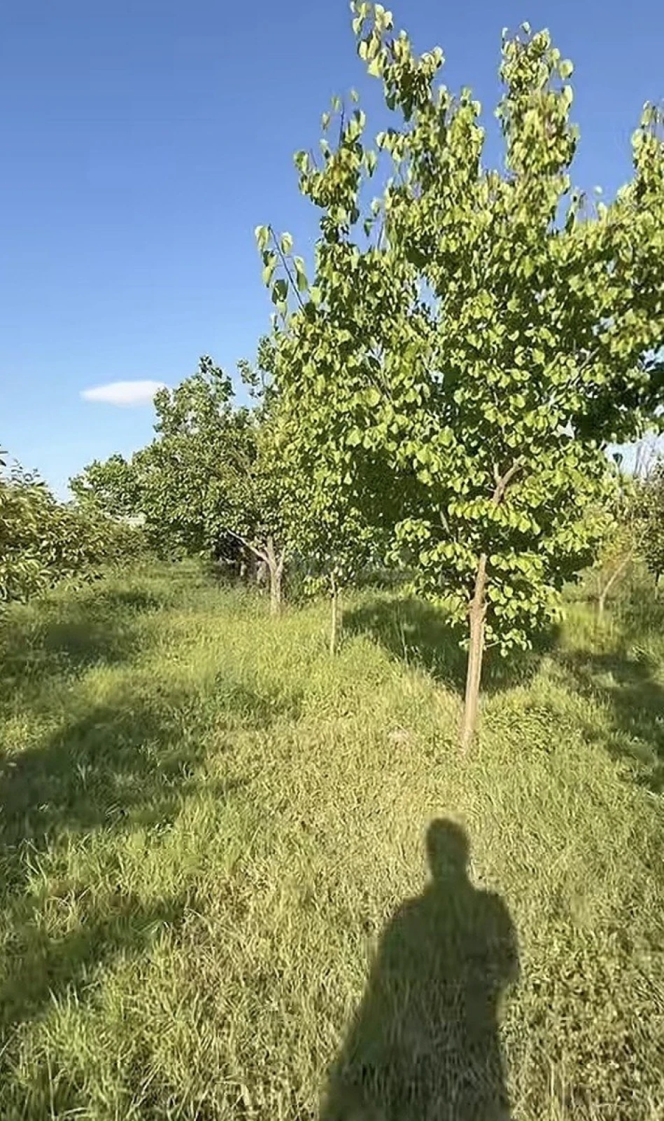 Satılır torpaq sahəsi 40 m²