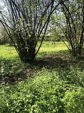 Satılır torpaq sahəsi 20 m²