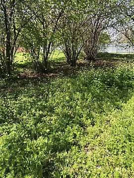 Satılır torpaq sahəsi 20 m²