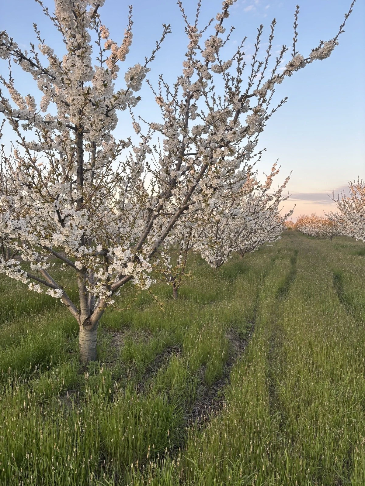 Satılır torpaq sahəsi 200 m²