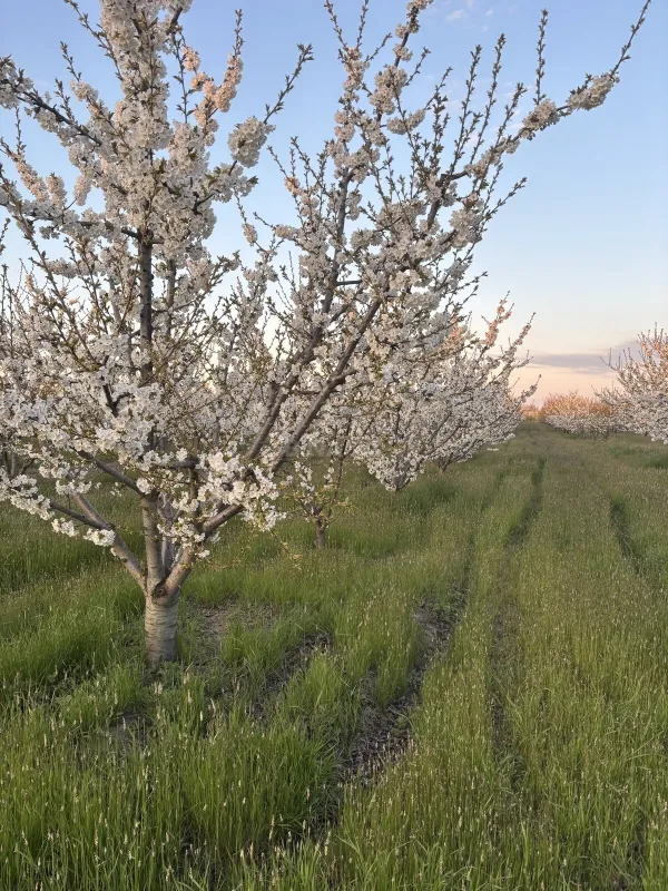 Satılır torpaq sahəsi 200 m²