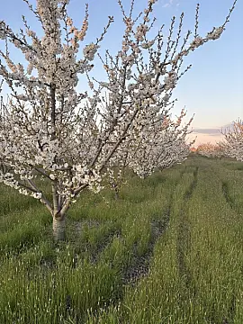 Satılır torpaq sahəsi 200 m²