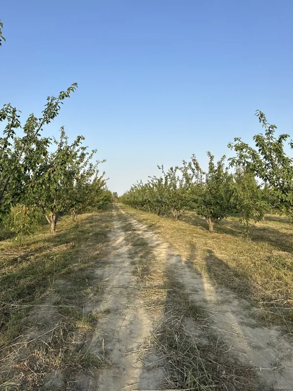 Satılır torpaq sahəsi 200 m²