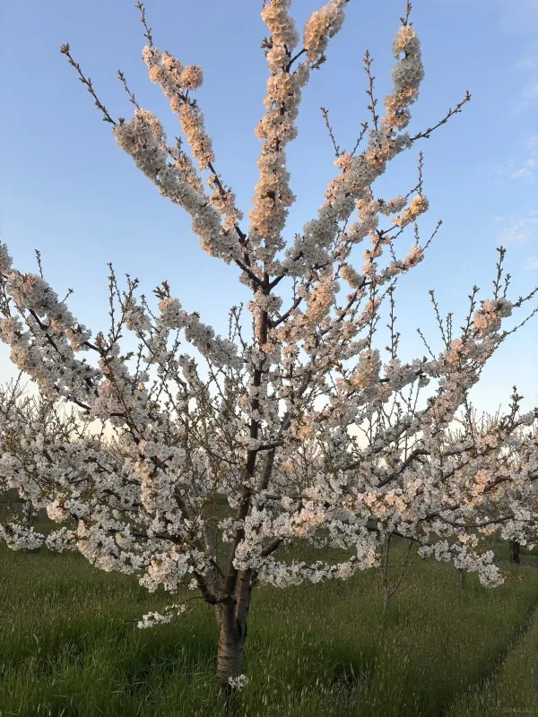 Satılır torpaq sahəsi 200 m²