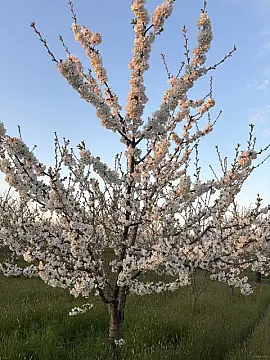 Satılır torpaq sahəsi 200 m²