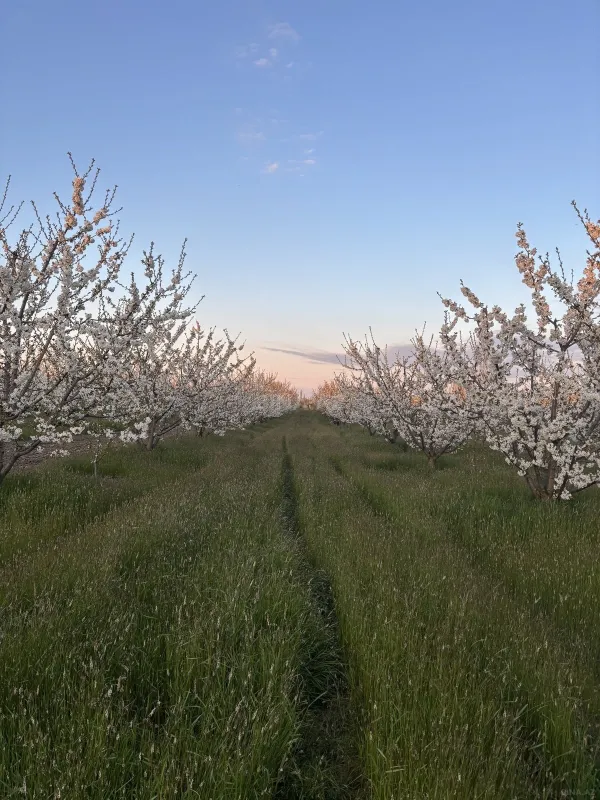 Satılır torpaq sahəsi 200 m²