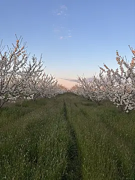 Satılır torpaq sahəsi 200 m² — Xaçmaz 200.00 m²