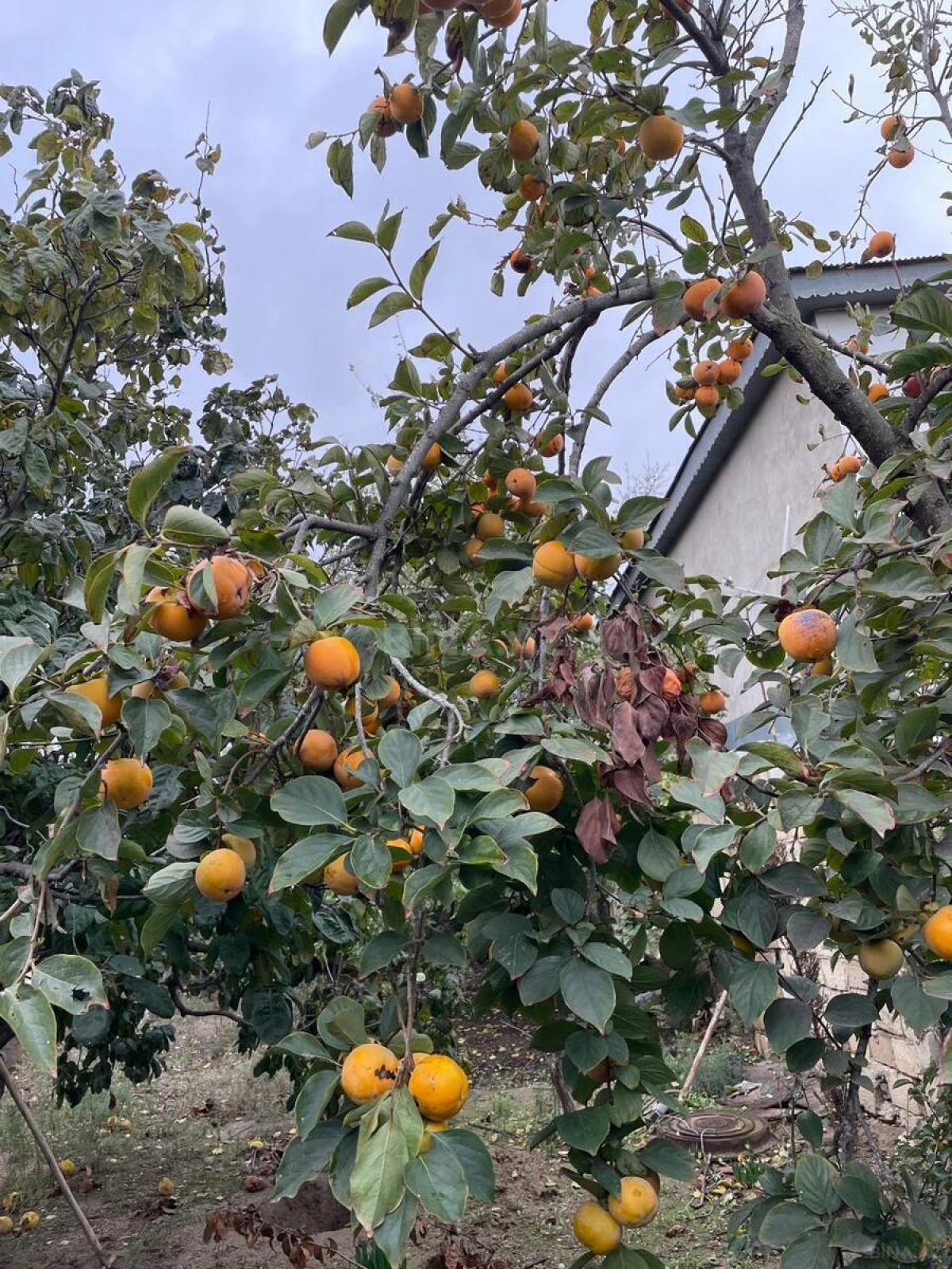 Satılır 6 otaqlı həyət evi 210 m²