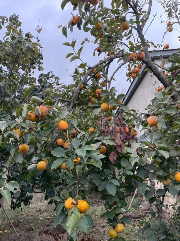 Satılır 6 otaqlı həyət evi 210 m²